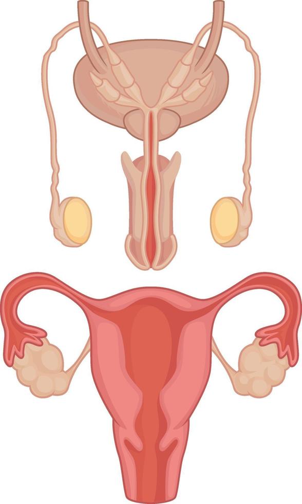 mänskliga inre organ testiklar livmoder anatomi kroppsdel tecknad vektor