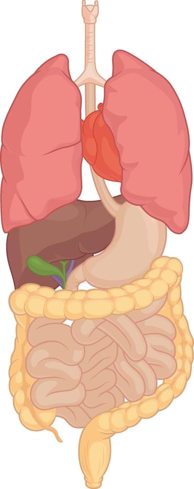 menschliche innere Organanatomie-Körperteilkarikatur isolierte Vektorzeichnung vektor