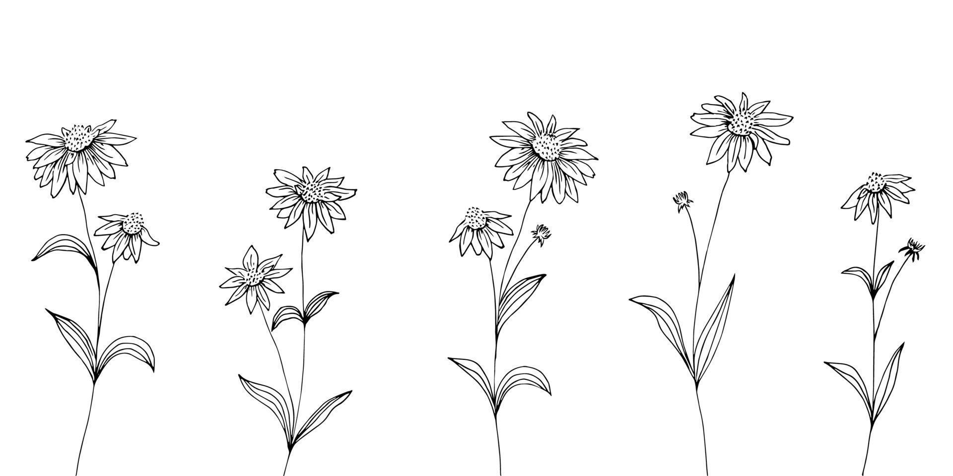 handgezeichneter Satz von Echinacea-Blumen. Blüten und Blätter. Heilpflanze, Kräutertee Zutat. vektor