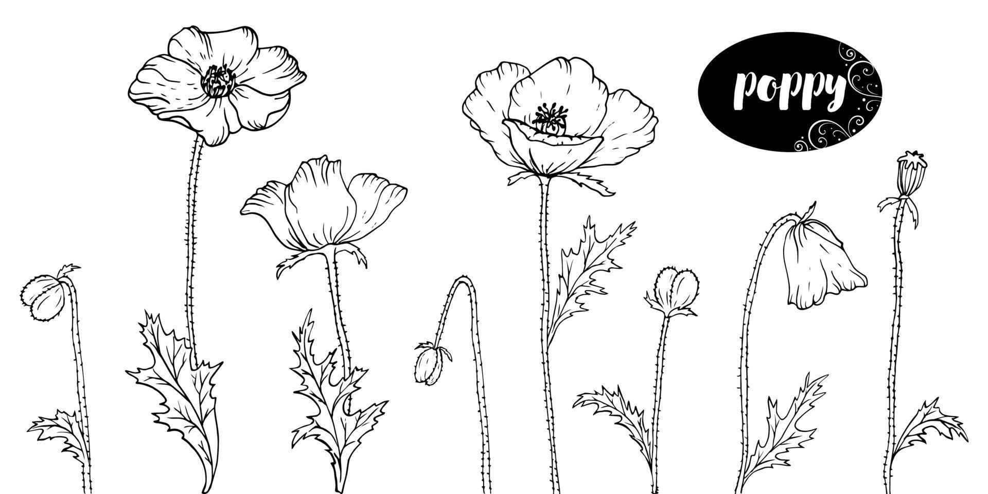 Vektor Strichzeichnungen mit Mohnblumen. monochrome Blumenhintergrundtapete. Blumenelementdesign für Web, Druck und Stoff.