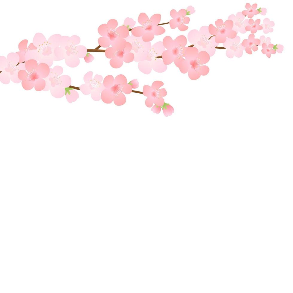 Vektor Illustration von blühen Ast mit Rosa Blumen, Knospen, Blütenblätter fliegend. realistisch Design isoliert transparent Hintergrund. Blühen Baum Zweige Satz, blühen Sammlung.