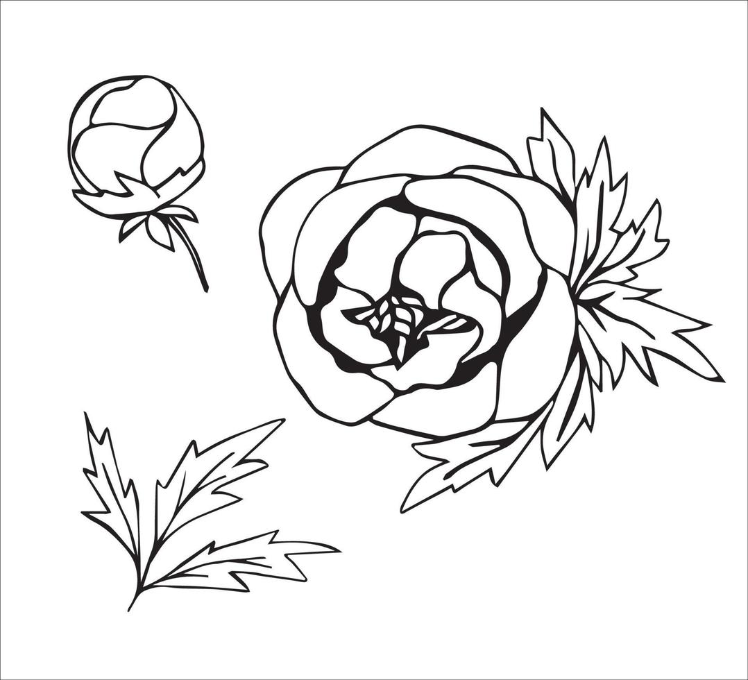 handgemalt Vektor Lager Illustration. Blumen- Satz, Pfingstrose mit blühen Blütenblätter, Blume Knospe, Zweig, Blätter. zum Drucke, Kosmetika, März 8, Postkarten, Aufkleber, Frühling, Sommer- Design