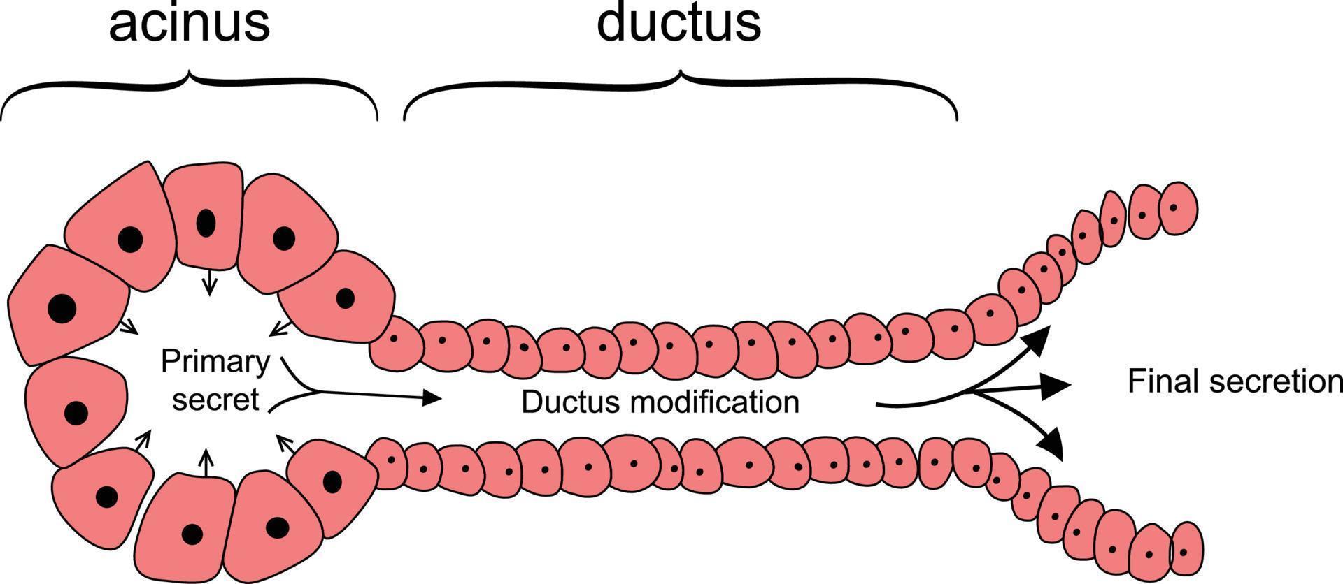 Acinus und Duktus gi System Zellen Anatomie und Physiologie Vektor Illustration