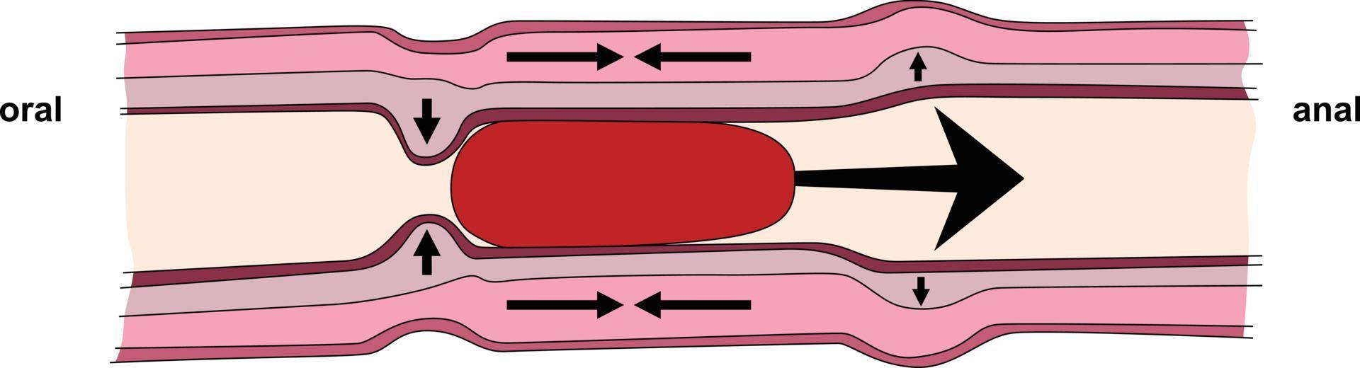 Physiologie von das Verdauungs- System, gi Trakt Darm Bewegung Scheibe Vektor Illustration