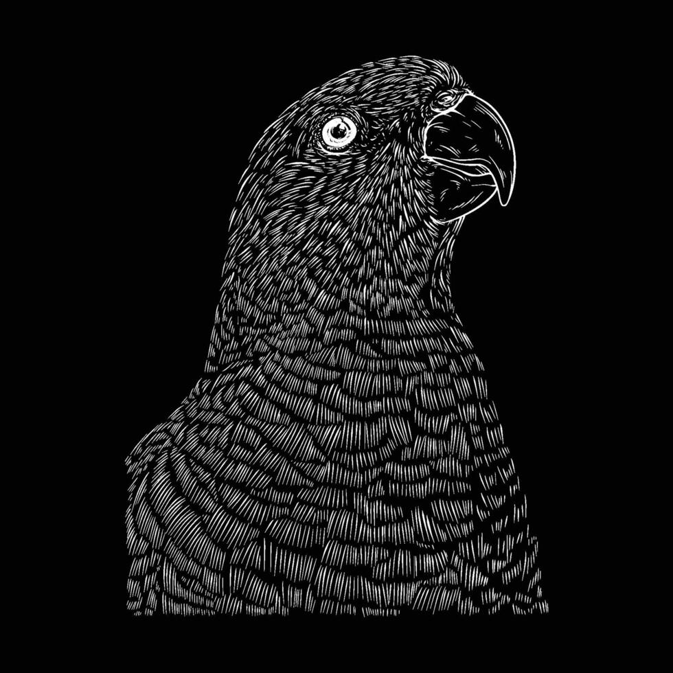 illustration av regnbåge lorikeet skiss teckning grunge vektor översikt djur-