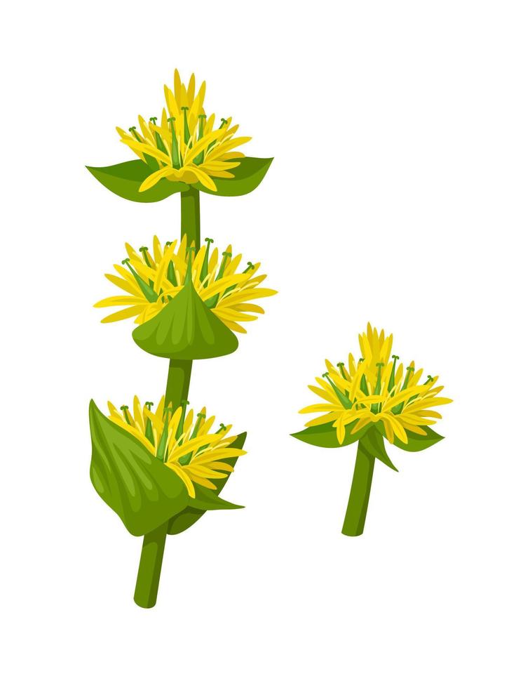 Vektor Illustration, Gentiana Lutea oder großartig Gelb Enzian, isoliert auf Weiß Hintergrund.