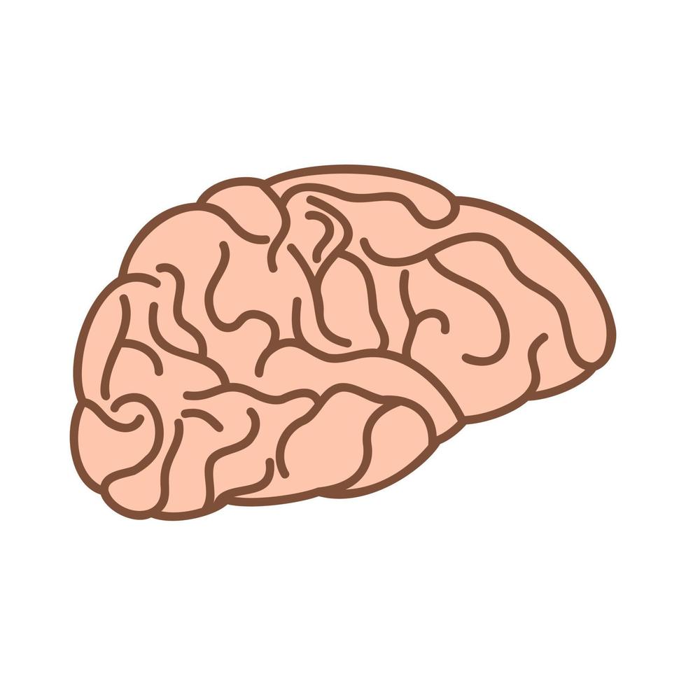 Abbildung des menschlichen Gehirns vektor