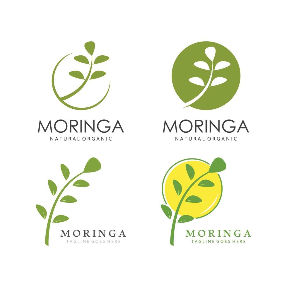 Grün natürlich Moringa Blatt Logo Vorlage isoliert auf Weiß Hintergrund. vektor