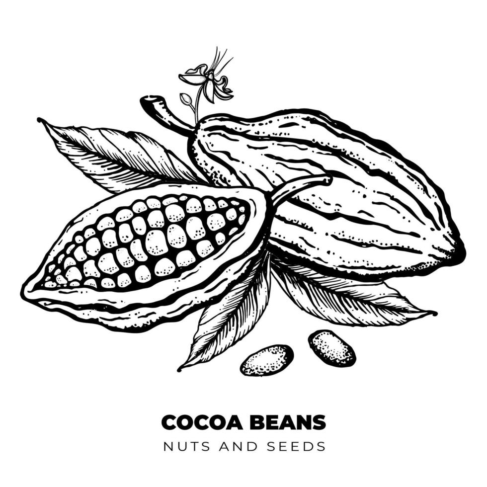 Kakaobohnen, Nüsse und Blätter handgezeichnete gravierte Stilskizzenillustration. vektor