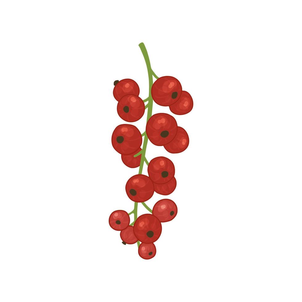 Vektor Illustration mit rot Johannisbeere Beeren. hell Strauch Früchte im Aquarell Stil zum das Design von Tee, Saft, Marmelade, Wein, Limonade, Süßigkeiten und Öko - - Produkte. isoliert auf ein Weiß Hintergrund.