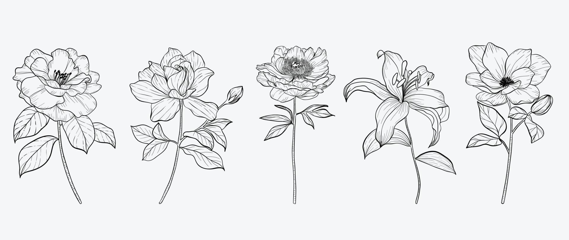 einstellen von Hand gezeichnet botanisch Blumen Linie Kunst Vektor. Sammlung von schwarz Weiß Kontur Zeichnung von Rose, Wildblumen, Lilie, Blatt. Design Illustration zum drucken, Logo, Kosmetik, Poster, Karte, Branding. vektor