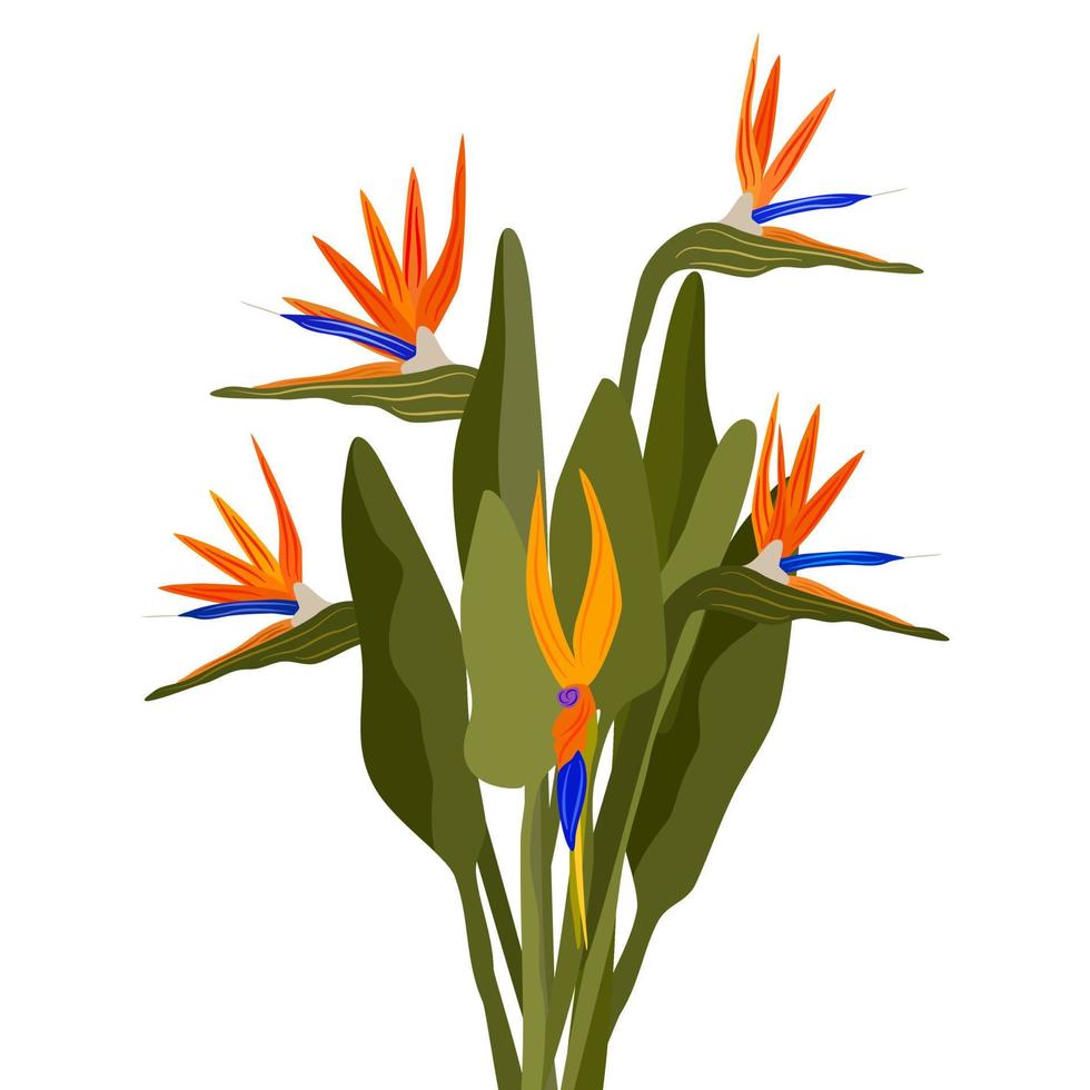 schön bunt Strelitzia Blumen Vektor Illustration isoliert auf Weiß Hintergrund