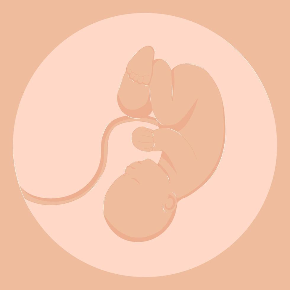 gesund Schwangerschaft Embryo auf Ultraschall vektor