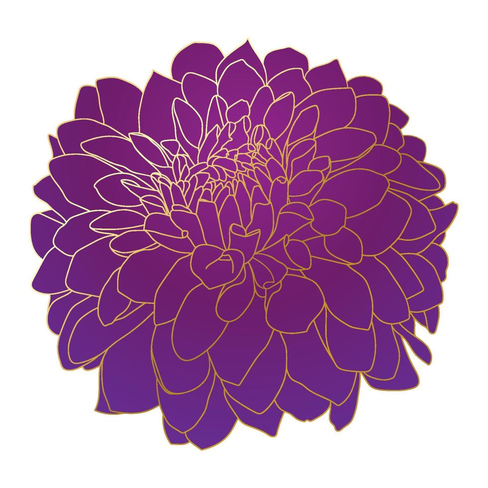 Chrysantheme Blume. schön lila Blume mit golden Umriss. vektor