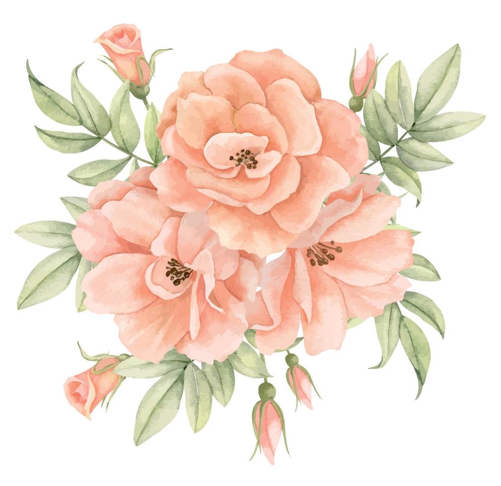 bukett av reste sig blommor på isolerat bakgrund. hand dragen vattenfärg blommig illustration för hälsning kort eller bröllop inbjudningar i pastell orange och blek rosa färger. botanisk årgång teckning. vektor
