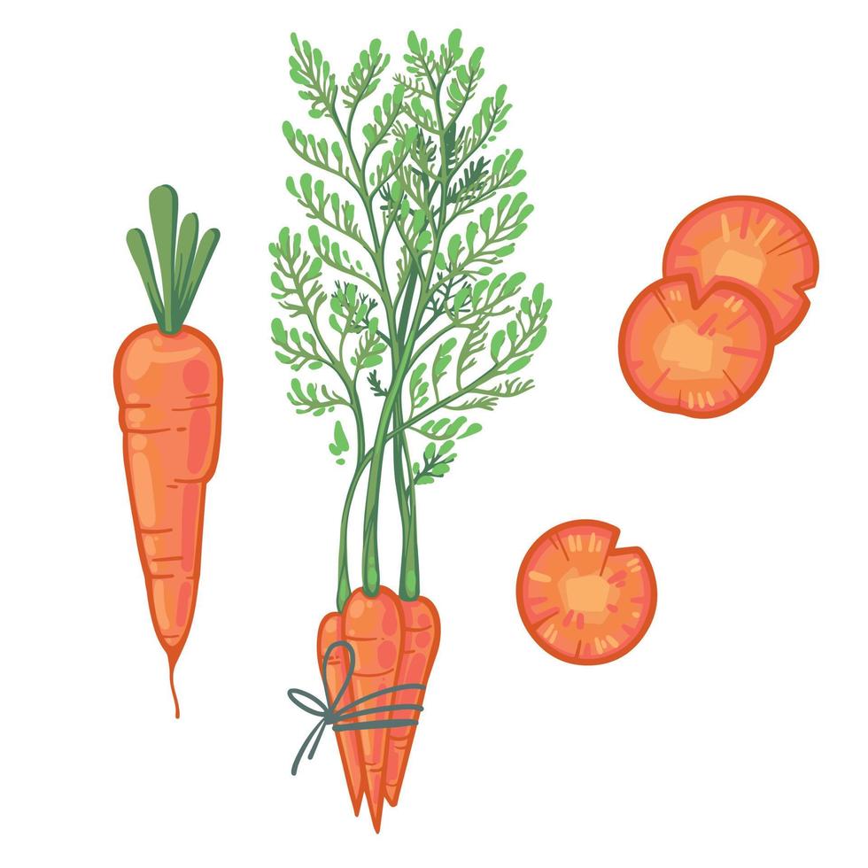 1. saftig Orange Möhren, ein Bündel von Möhren, Karotte Scheiben. frisch Karikatur Gemüse. Vektor Illustration. isoliert auf Weiß Hintergrund. Hand gezeichnet. einstellen von Illustrationen.