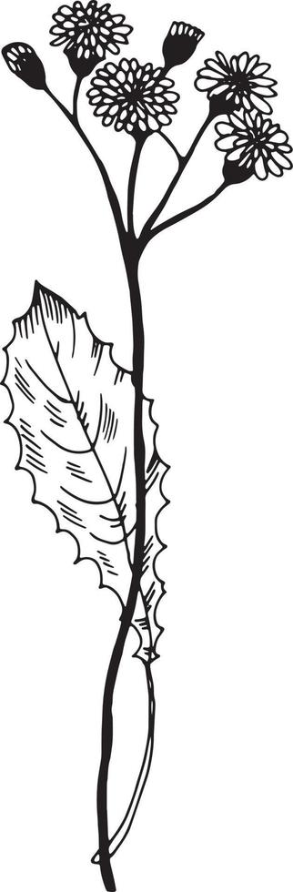 linear Wildblume Blume. Hand gezeichnet Illustration. vektor