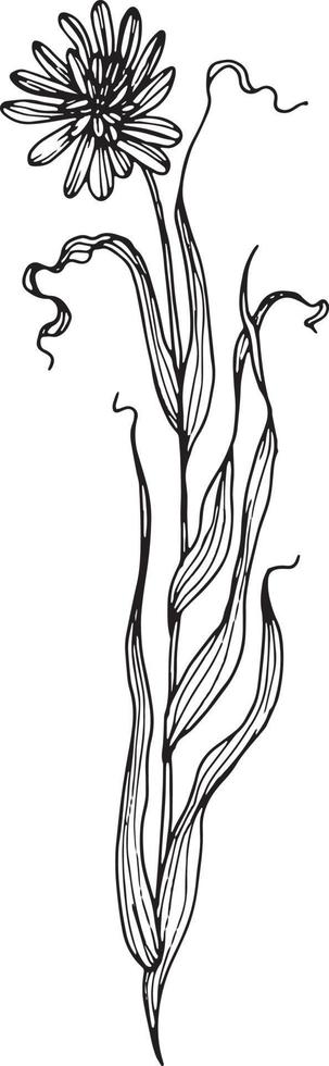linjär vild blomma blomma. hand dragen illustration. vektor