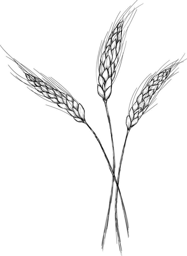 handgezeichneter weizen. realistische Weizenähre. schwarz-weiß-skizze der landwirtschaftlichen pflanze. Gersten- und Roggenernte. Ernten von Getreide für die Mehlherstellung. Vektor natürliche Bio-Vollhafer-Vorlage