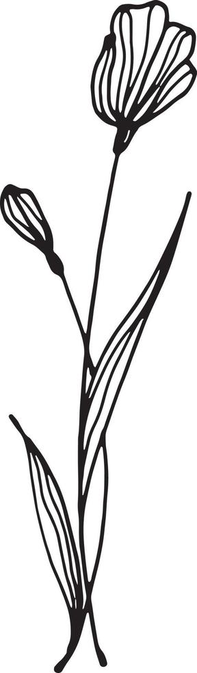 linjär vild blomma blomma. hand dragen illustration. vektor