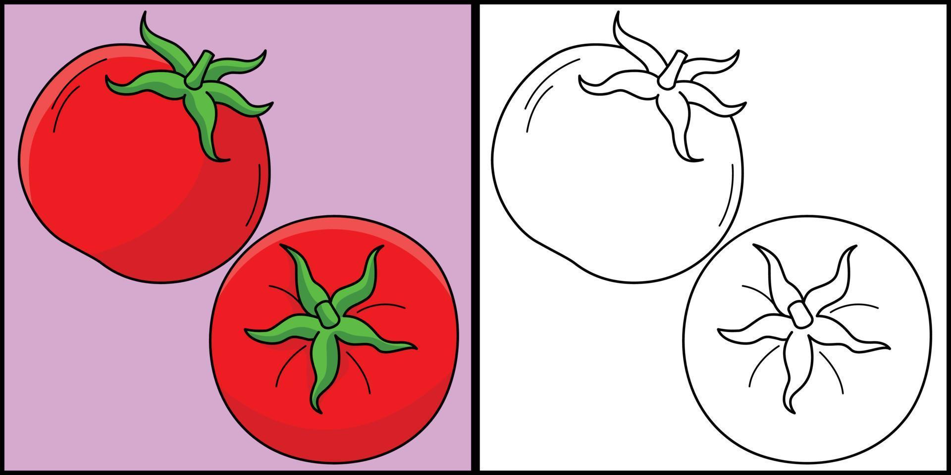 tomat frukt färg sida färgad illustration vektor