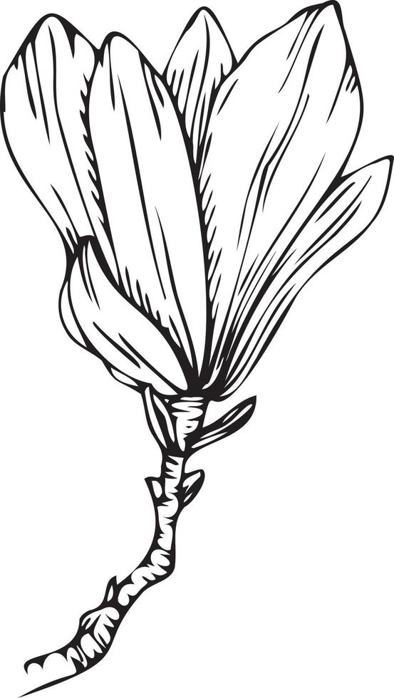 linear Magnolie Blume. Hand gezeichnet Illustration. vektor