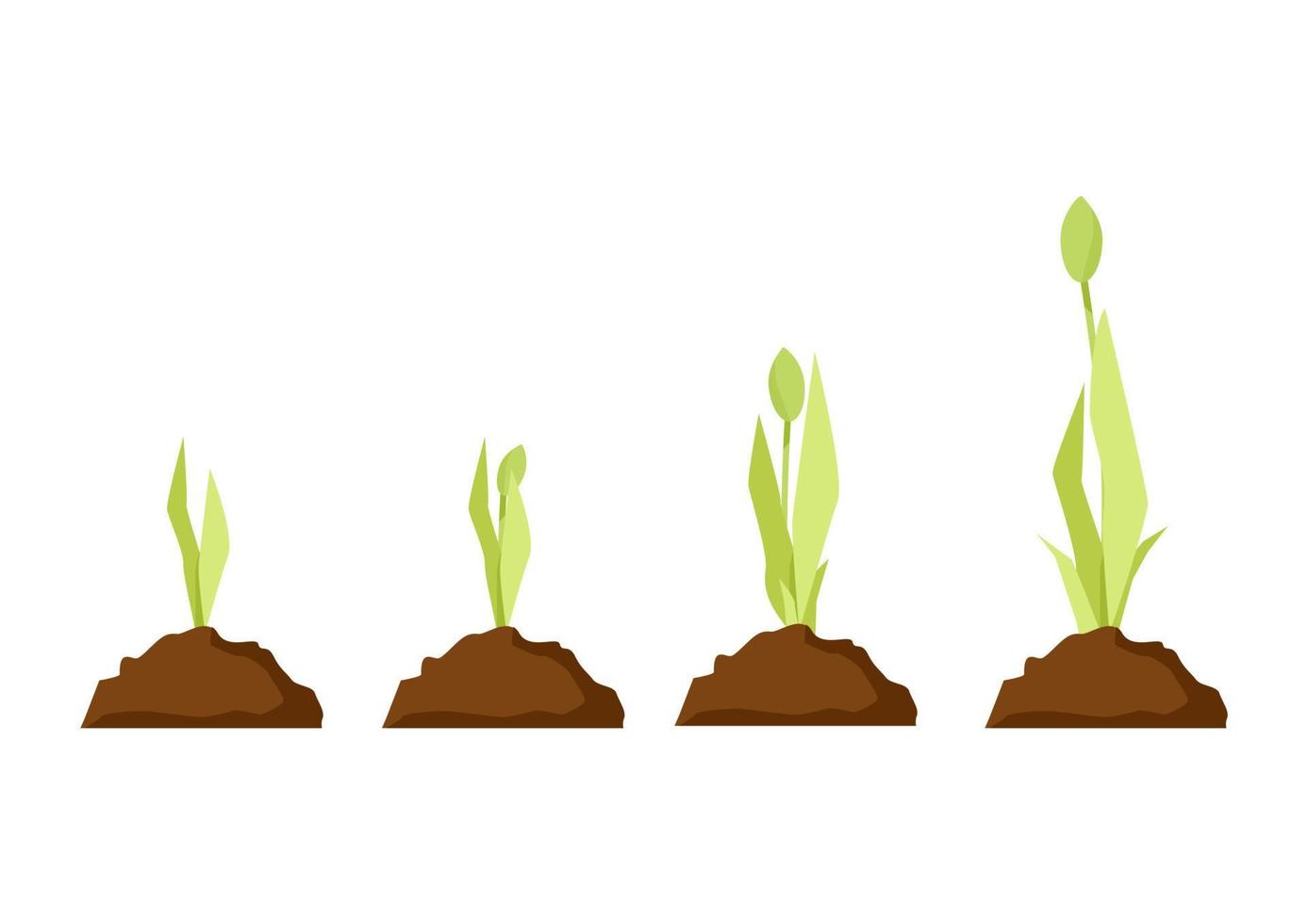 Tulpe Wachstum Stufen im das Boden von ein sprießen vektor