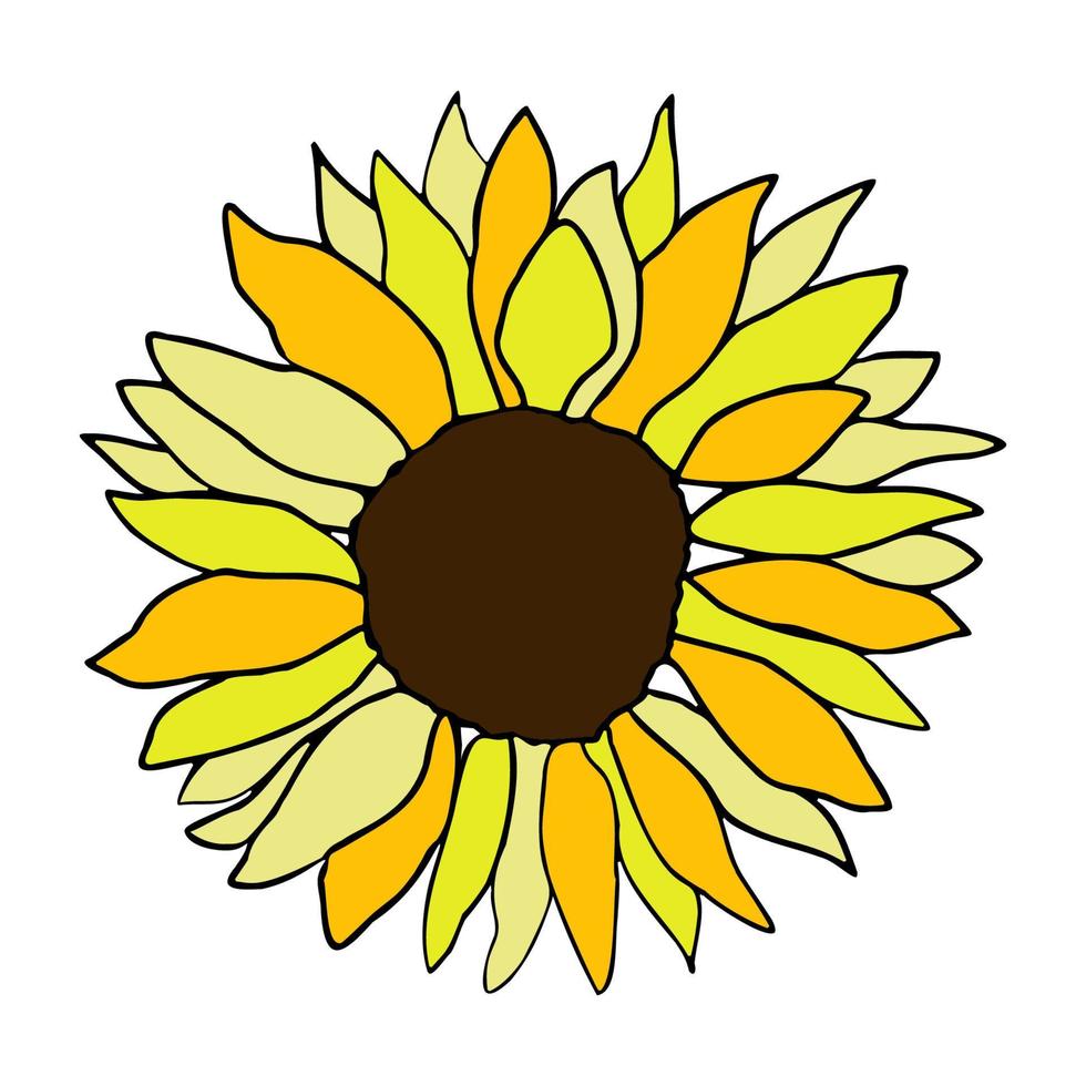 Sonnenblume Kopf Blume Hand gezeichnet vektor
