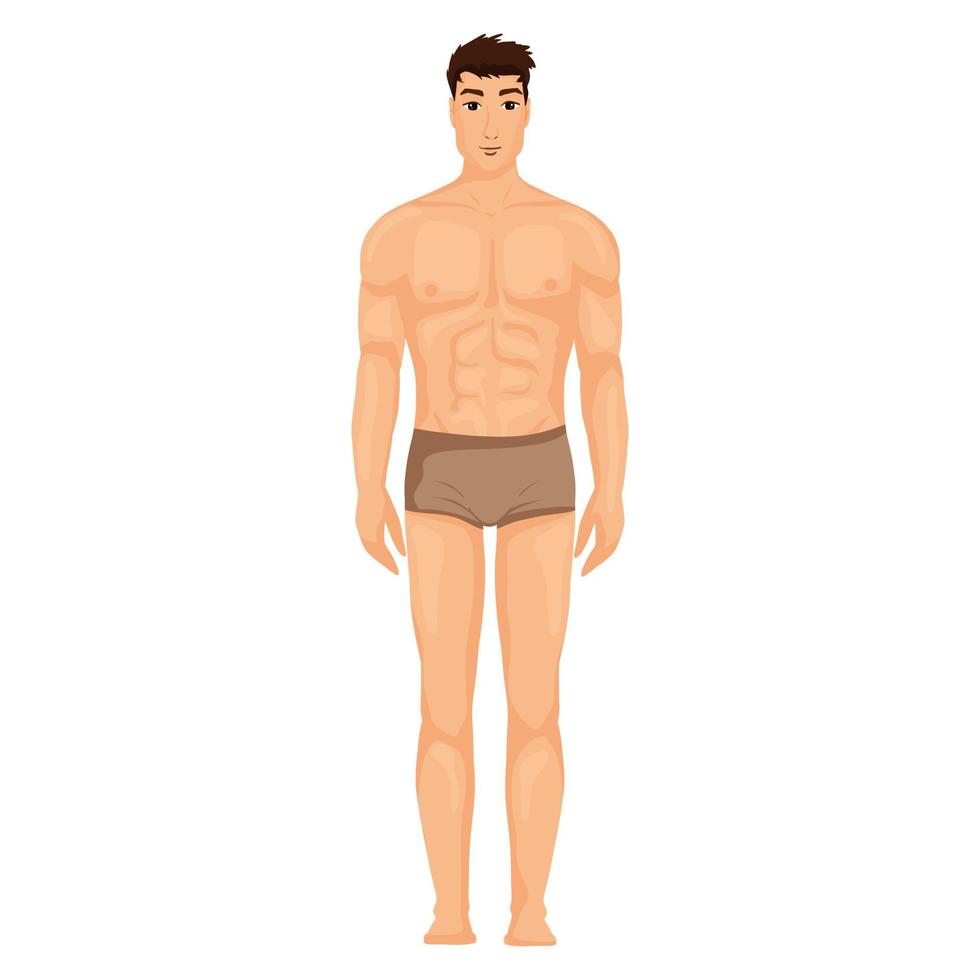 Mann Körper im Hose Illustration vektor