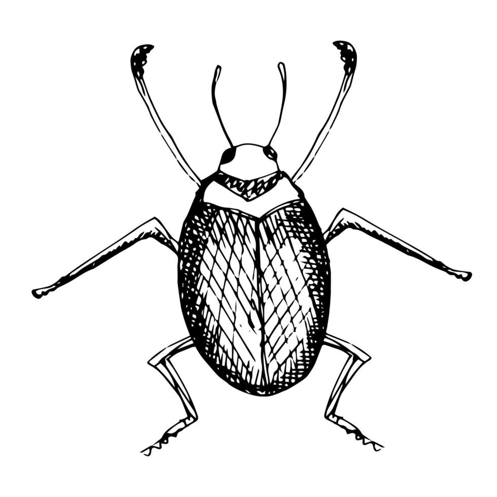 insekt illustration, teckning, gravyr, bläck, linje konst, vektor