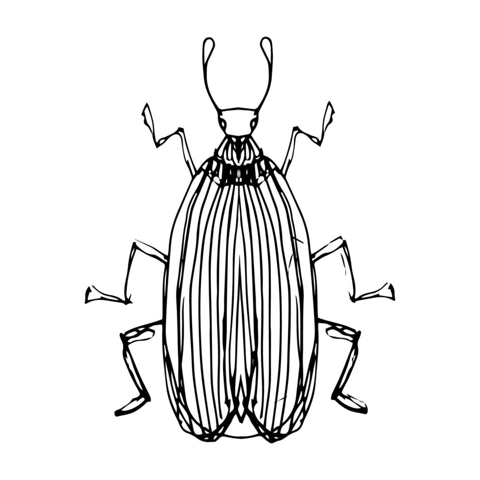 Insekt Illustration, Zeichnung, Gravur, Tinte, Linie Kunst, Vektor