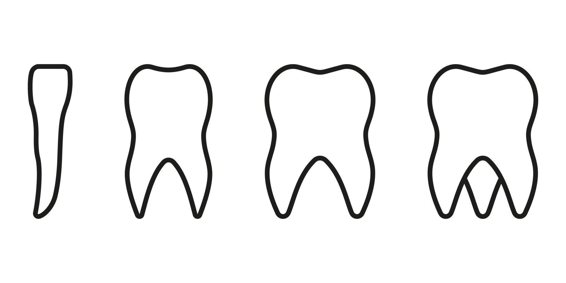 typer av mänsklig tänder linje ikon. tand anatomi linjär piktogram. framtand, hund, premolar, molar- tänder. tandvård översikt symbol. dental behandling tecken. redigerbar stroke. isolerat vektor illustration.