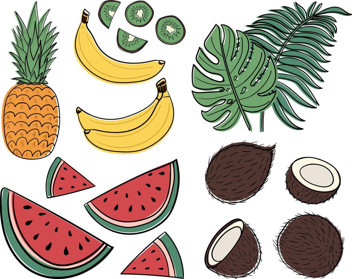 uppsättning av tropisk frukt och tropisk löv. banan, kokos, vattenmelon, kiwi, ananas och tropisk löv. vektor bild i klotter stil