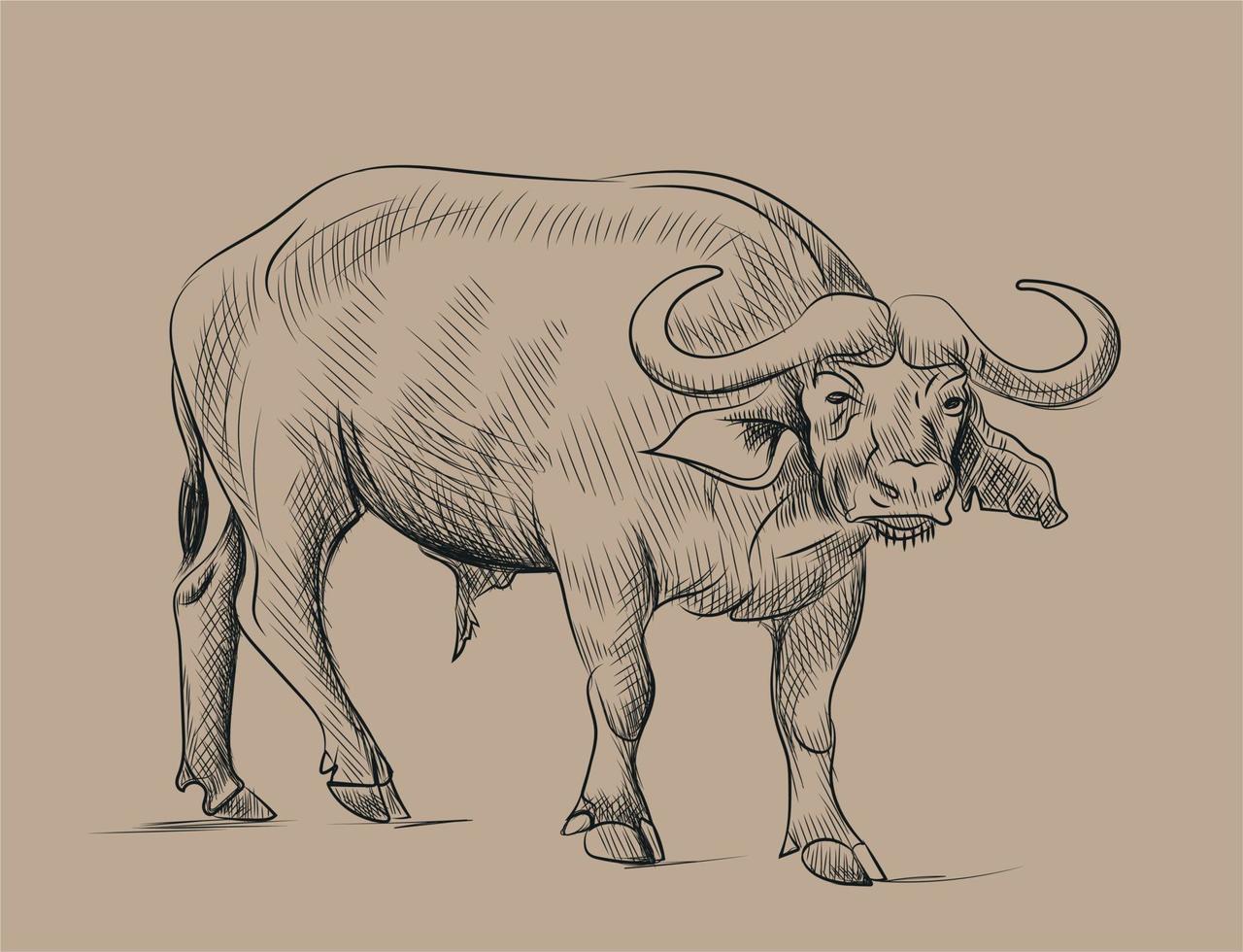 skiss av buffel vektor