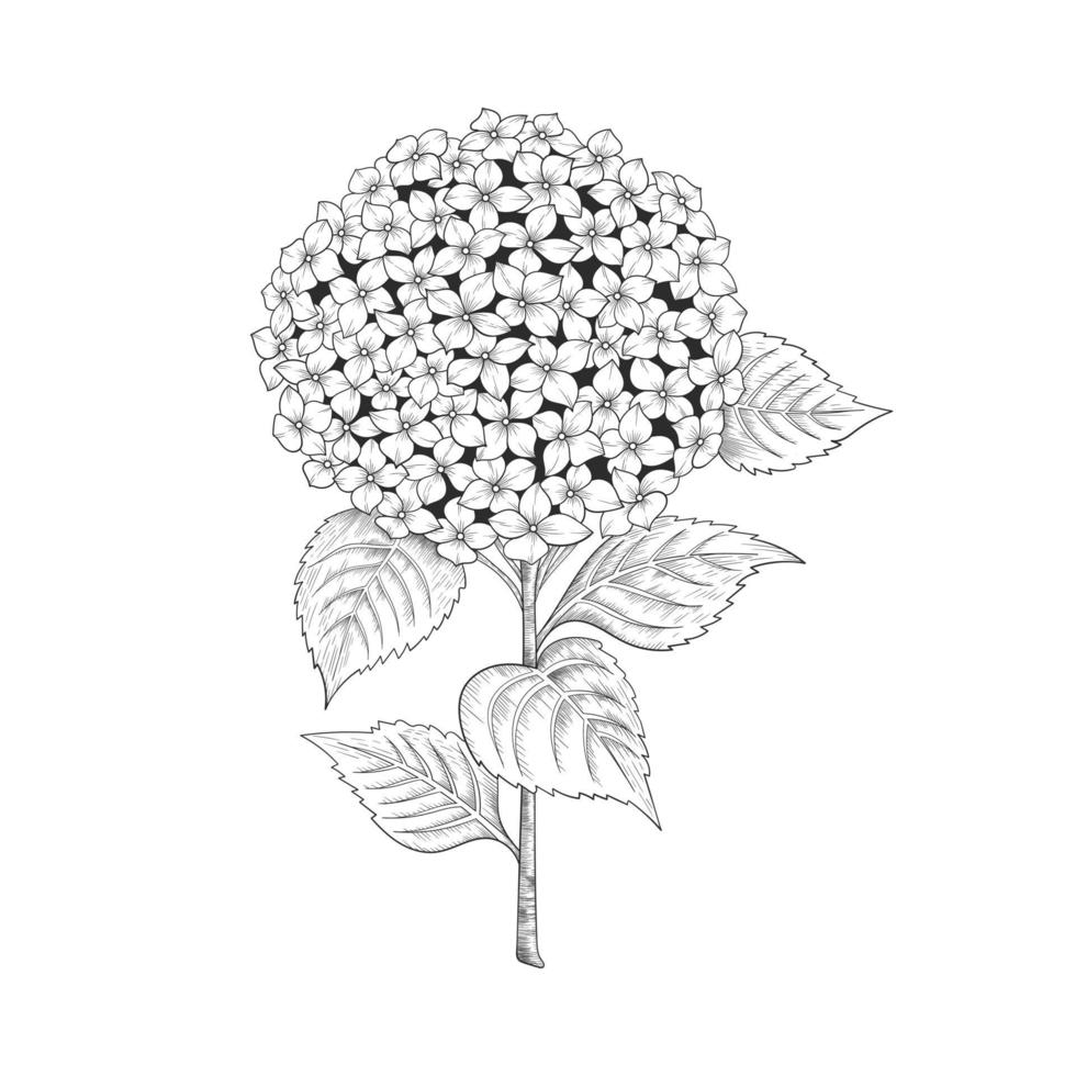 Hand gezeichnete Hortensie Blumen und Blätter Zeichnung Illustration lokalisiert auf weißem Hintergrund. vektor