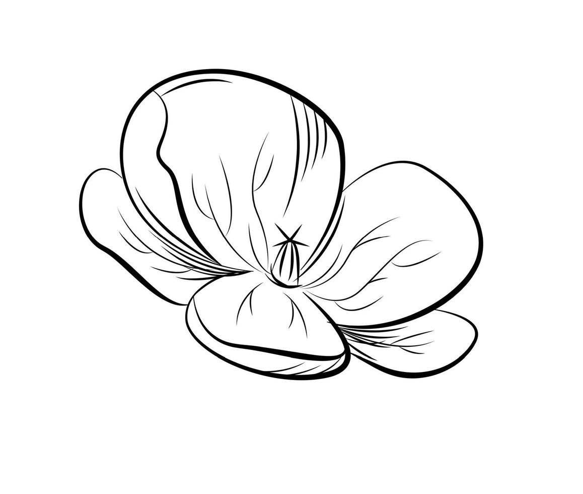geranium. hand dragen vektor illustration.