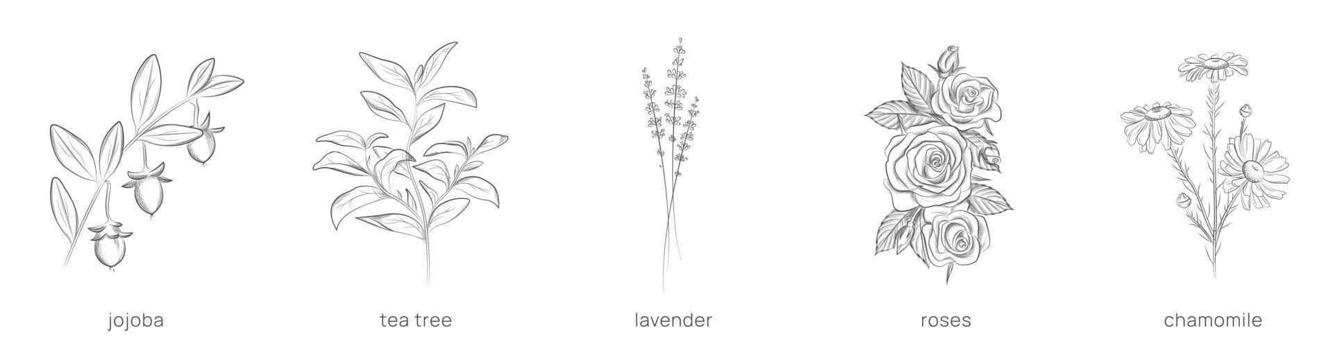 einstellen von Pflanzen zum Kosmetologie. Hand gezeichnet Vektor Illustration.