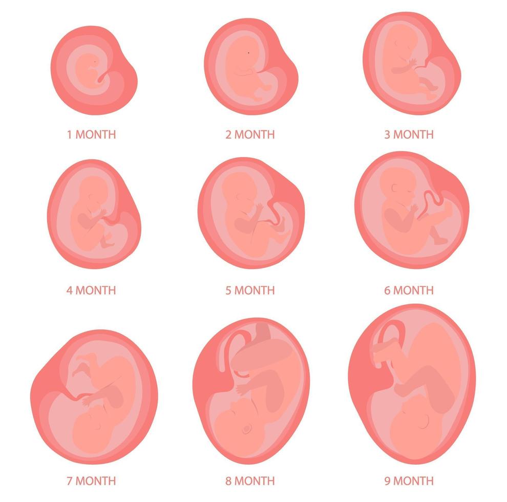 baby i livmodern från 1 till 9 månaders graviditet. vektor
