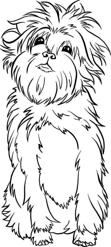 affenpinscher Hund Rasse schwarz und Weiß Linie Zeichnung Gekritzel Stil Vektor Illustration