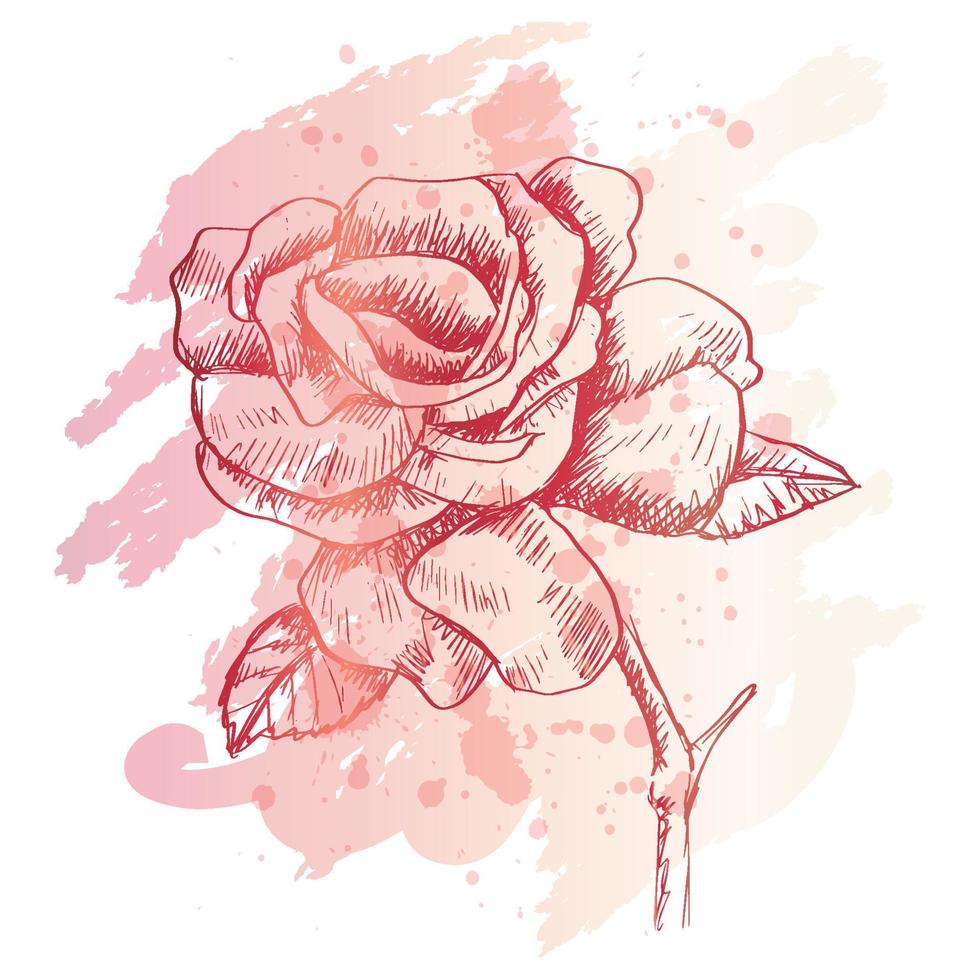 Hand gezeichnet skizzieren von Rose Blume. vektor