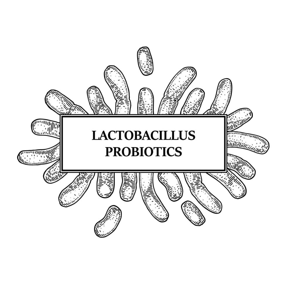 handritad probiotiska lactobacillus bakterier ram. design för förpackning och medicinsk information. vektor illustration i skiss stil