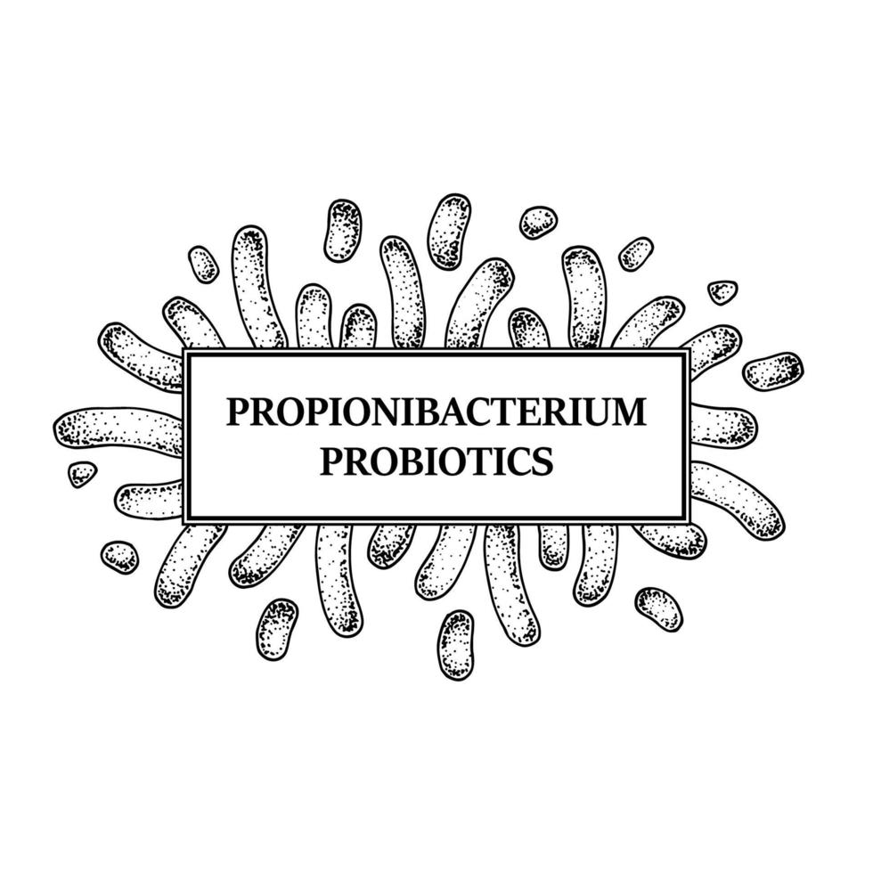 handritad probiotisk propionibacterium bakterier ram. design för förpackning och medicinsk information. vektor illustration i skiss stil