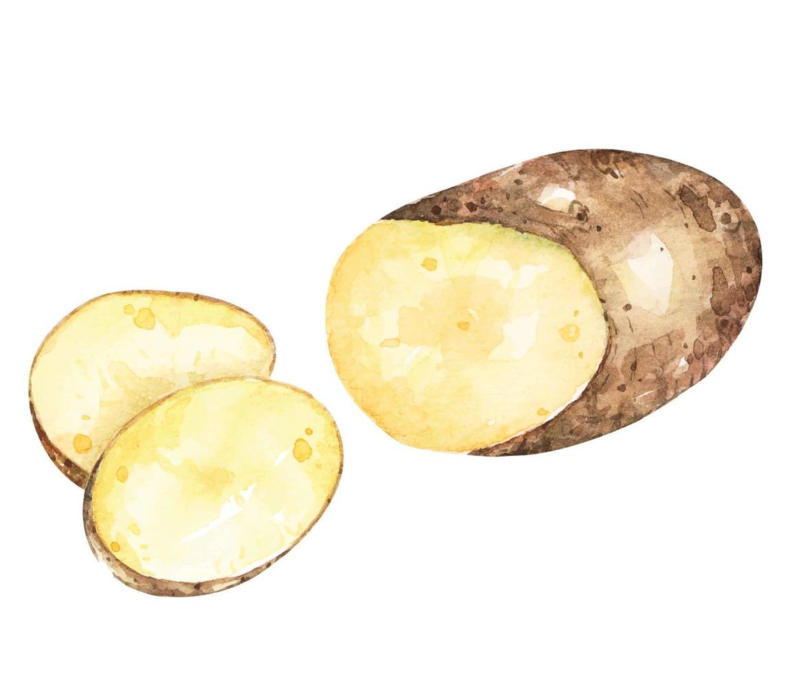 Aquarell Gemälde von Kartoffel.hand gezeichnet gemüsekochen Zutaten.Schnitt in Stücke.Kartoffel geschnitten vektor