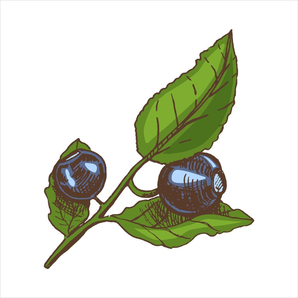 vektor hand dragen färgad botanisk illustration av blåbär gren. skiss av skog bär i gravyr style.vintage illustration.