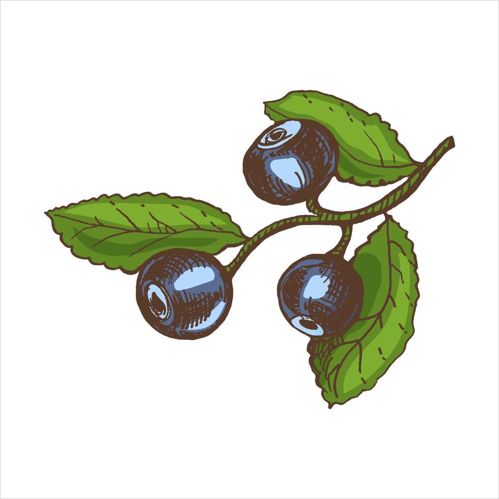 Vektor Hand gezeichnet farbig botanisch Illustration von Blaubeere Ast. skizzieren von Wald Beeren im Gravur Stil.Jahrgang Illustration.