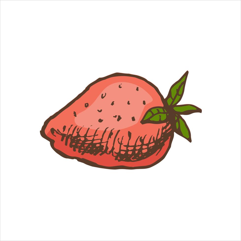 en ritad för hand färgad skiss av jordgubbe. årgång illustration, klotter. element för de design av etiketter, förpackning och vykort. vektor