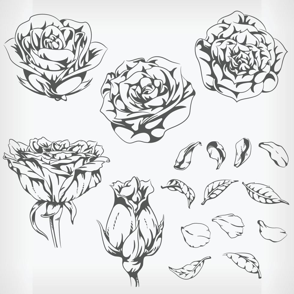 silhuett rosor. handritade blommor stencil vektorritning vektor
