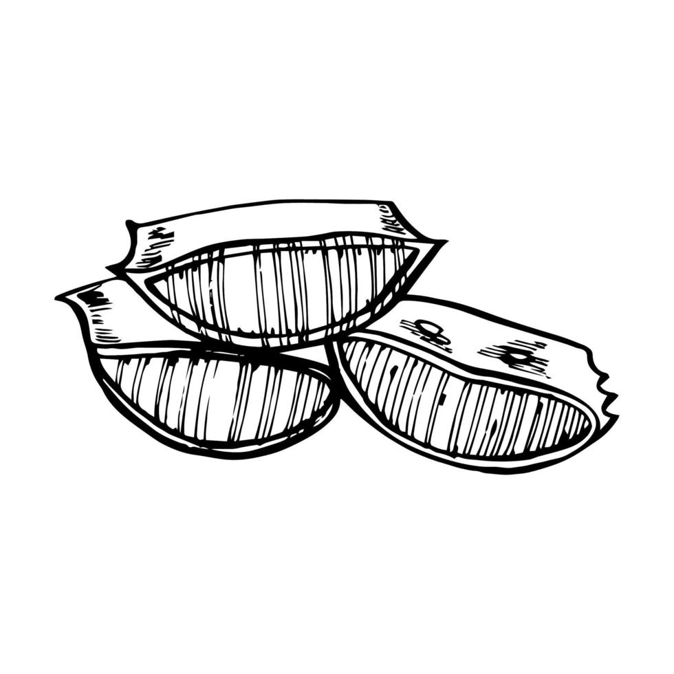 Aloe vera Pflanze auf Weiß Hintergrund. Grafik Illustration Agave, Aloe Vera, saftig, Grün Pflanze. botanisch Grafik Illustration von Aloe Vera. vektor