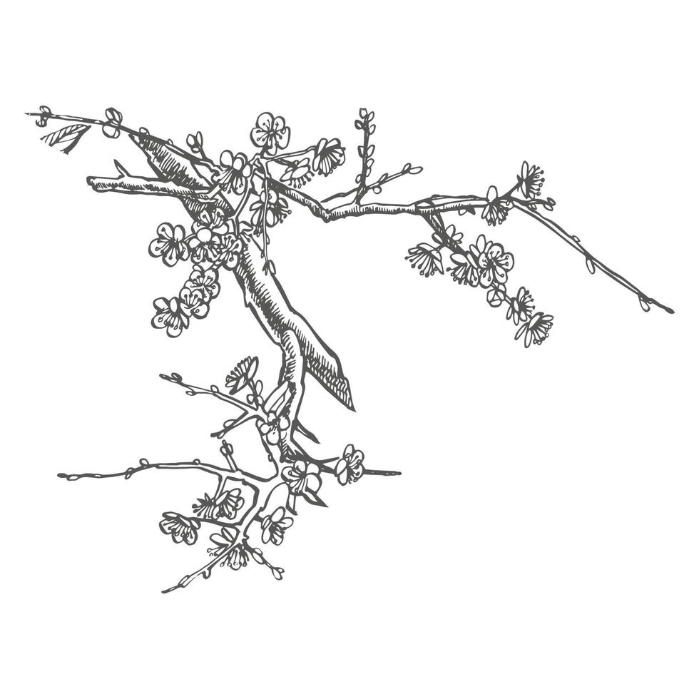 sakura gren. blomma grafisk vektor illustration. hand dragen gren av sakura med blommar.