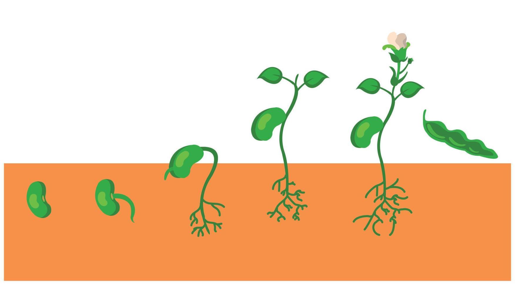 ein Vektor Diagramm von Wachstum von ein Pflanze